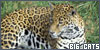 Big Cats