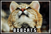 Bob Cats