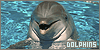 Dolphins