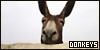 Donkeys