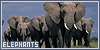 Elephants