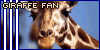Giraffes