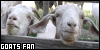 Goats