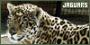 Jaguars