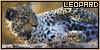 Leopards