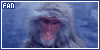Monkeys