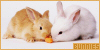 Rabbits and Bunnies