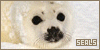 Seals