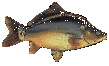 carp