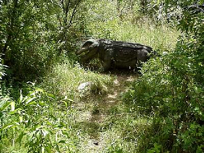 DINO216.JPG