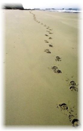 Footprints