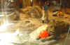 lionveg.jpg (38419 bytes)