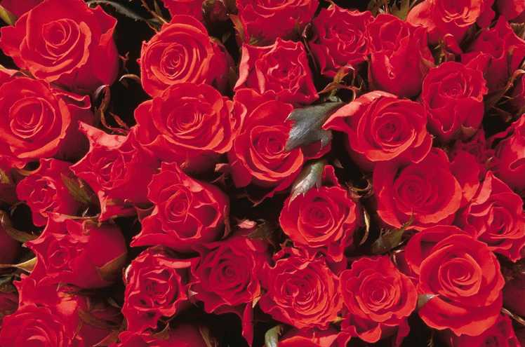12roses.jpg