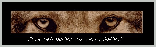 Wolf Eyes