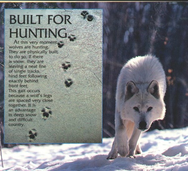 Hunting Wolf