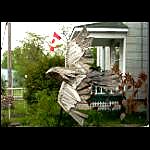soaring eagle