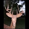 front view of deer