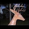 side view of deer