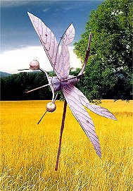 dragonfly at Dougs