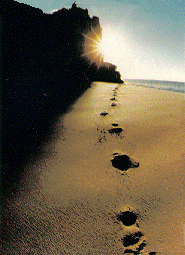 Picture of footprints in the sand