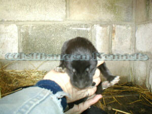 Blackhawke @ 2 days