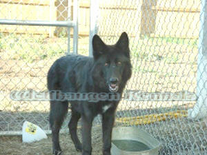 blackhawke 5 months