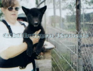 blackhawke @ 9 wks