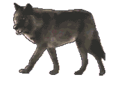 walking blk wolf