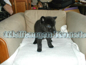 indigo @ 4 wks