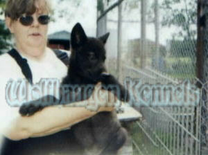 indigo @ 9 wks