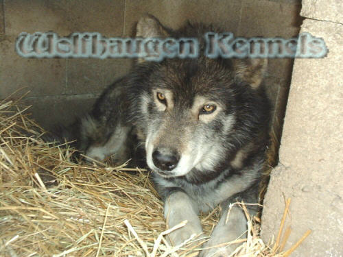 kodi