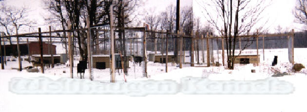 Pic of Wolfhaugen Kennels