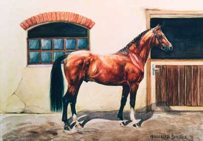 Bay horse