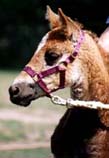 Always Natasha (as a foal)