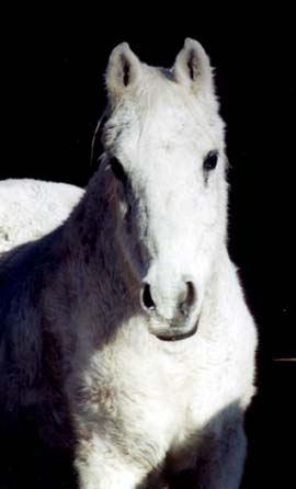 Gabet Gai-Lonna