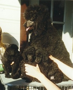 Chanel and puppies