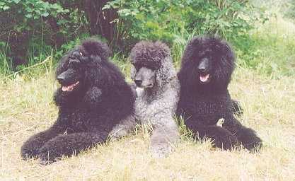 Dafi, Demsi and Blacky