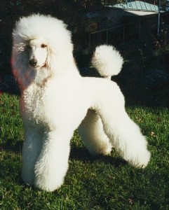 Qvanda