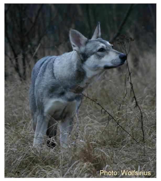 Wolfnight`sCopyright