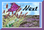 Next
