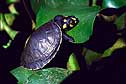 Yellow-Spotted Amazon River Turtle