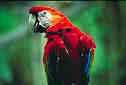 Green-Winged Macaw