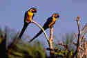 Macaws - Brazil