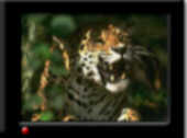 Jaquar