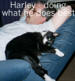 My 'familiar' - Harley