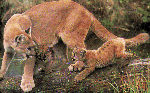 cougarcubs