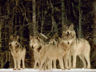 wolfpack5