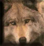 Wolf Images