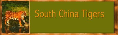 South China Tigers Banner
