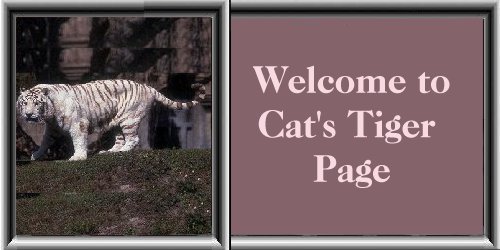 Cat's Welcome